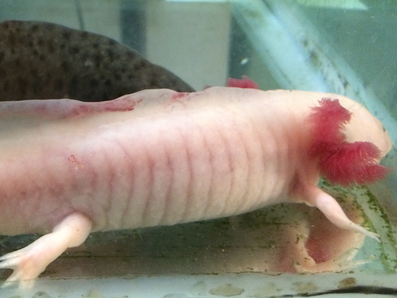 Axolotl Growth Chart