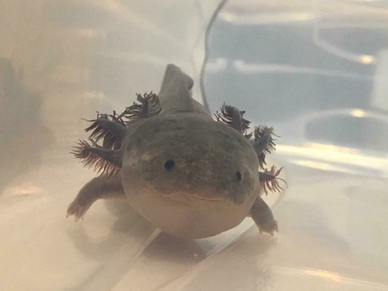 Dwarf Axolotl Water Critters