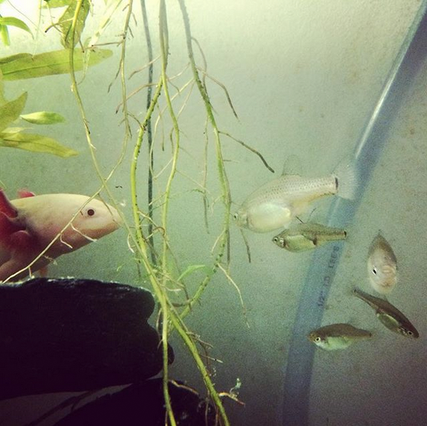 axolotl and fish together