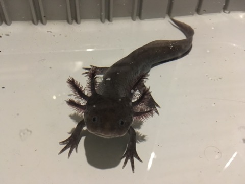 Axolotl Colors Wild - What Colour Of Axolotl Is This Never Seen It