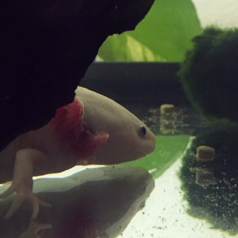 axolotl feeding Water Critters