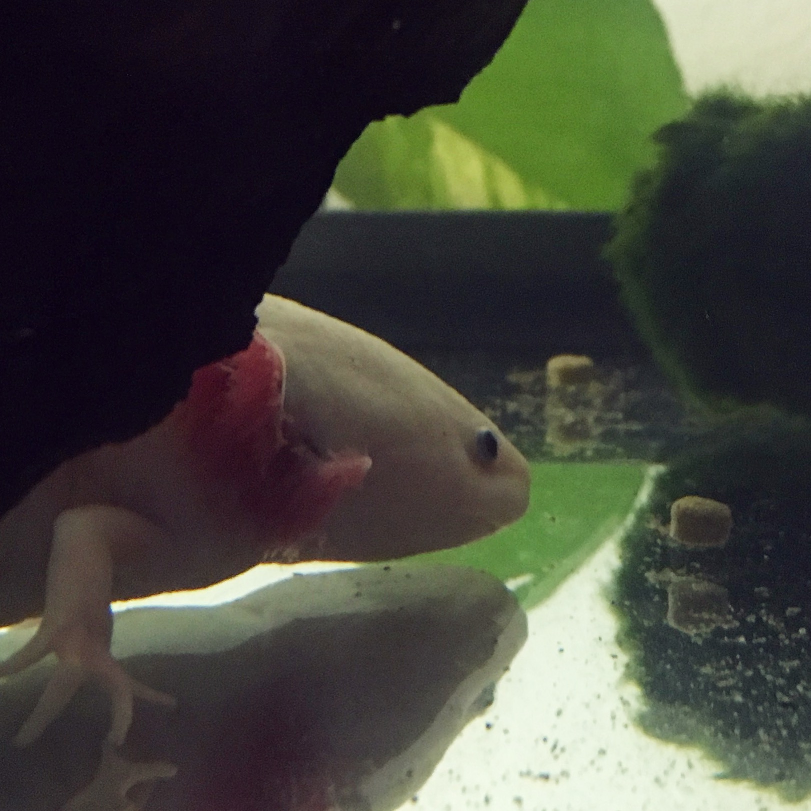 Alimentation en granulés pour Axolotl juvénile Axolotl food baby