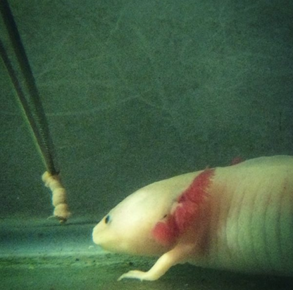 axolotl axolotls critters