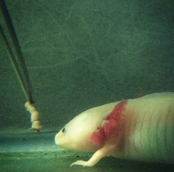 axolotl – Water Critters