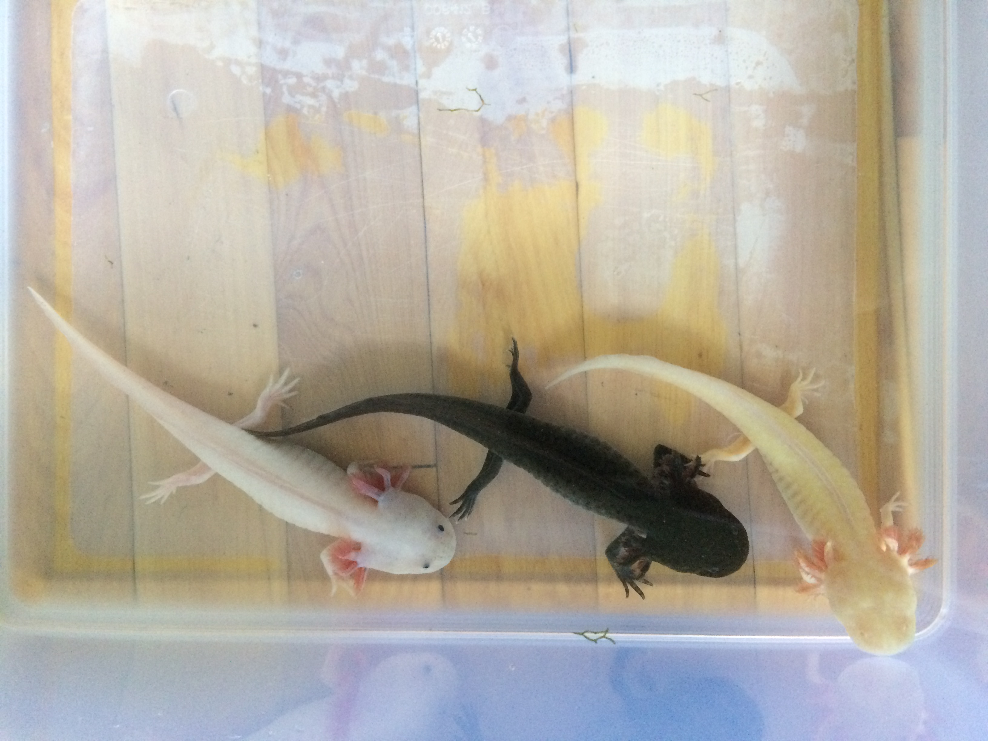 Axolotl Genetics Part 1 Color Pigments Water Critters