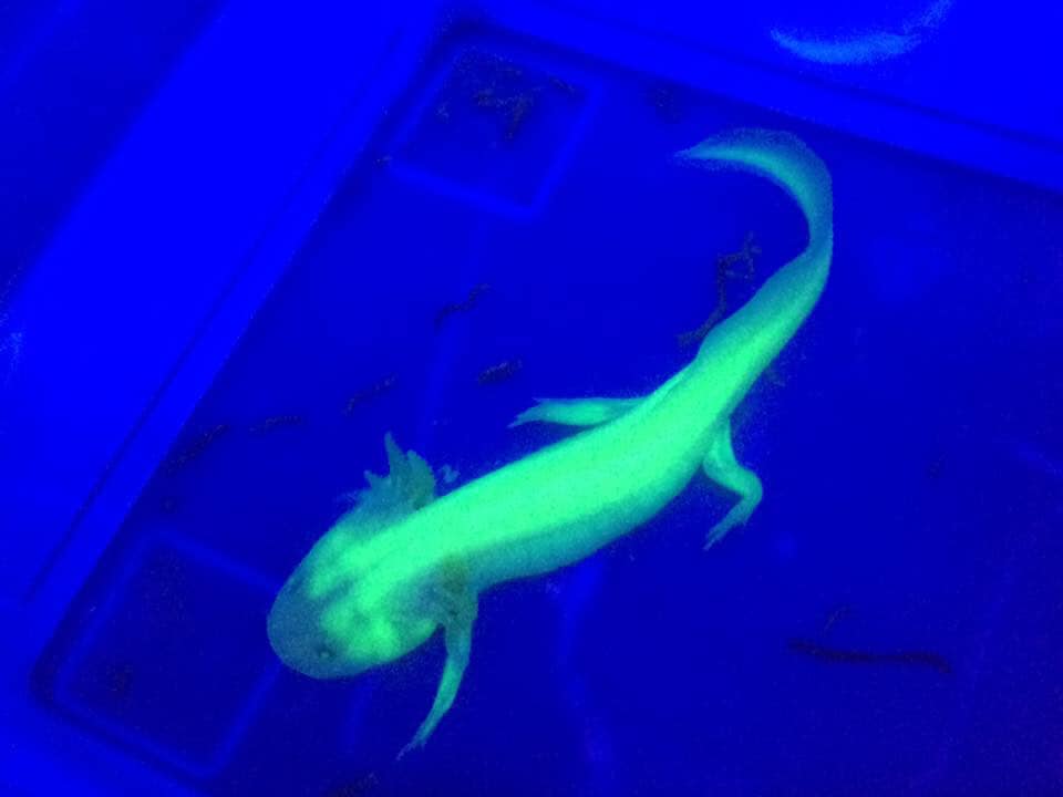 Pet Axolotl Blue Anna Blog