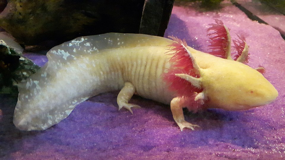 Golden Albino Axolotl Minecraft Mob Skin