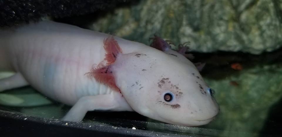 Axolotl Food Archives — TailsNTeeth