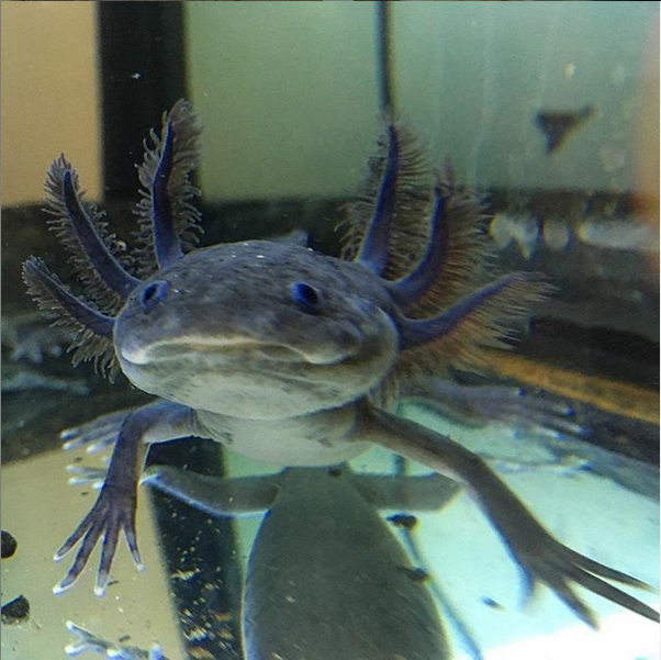 Axolotl Genetics Part 3 Melanism And Axanthicism Water Critters