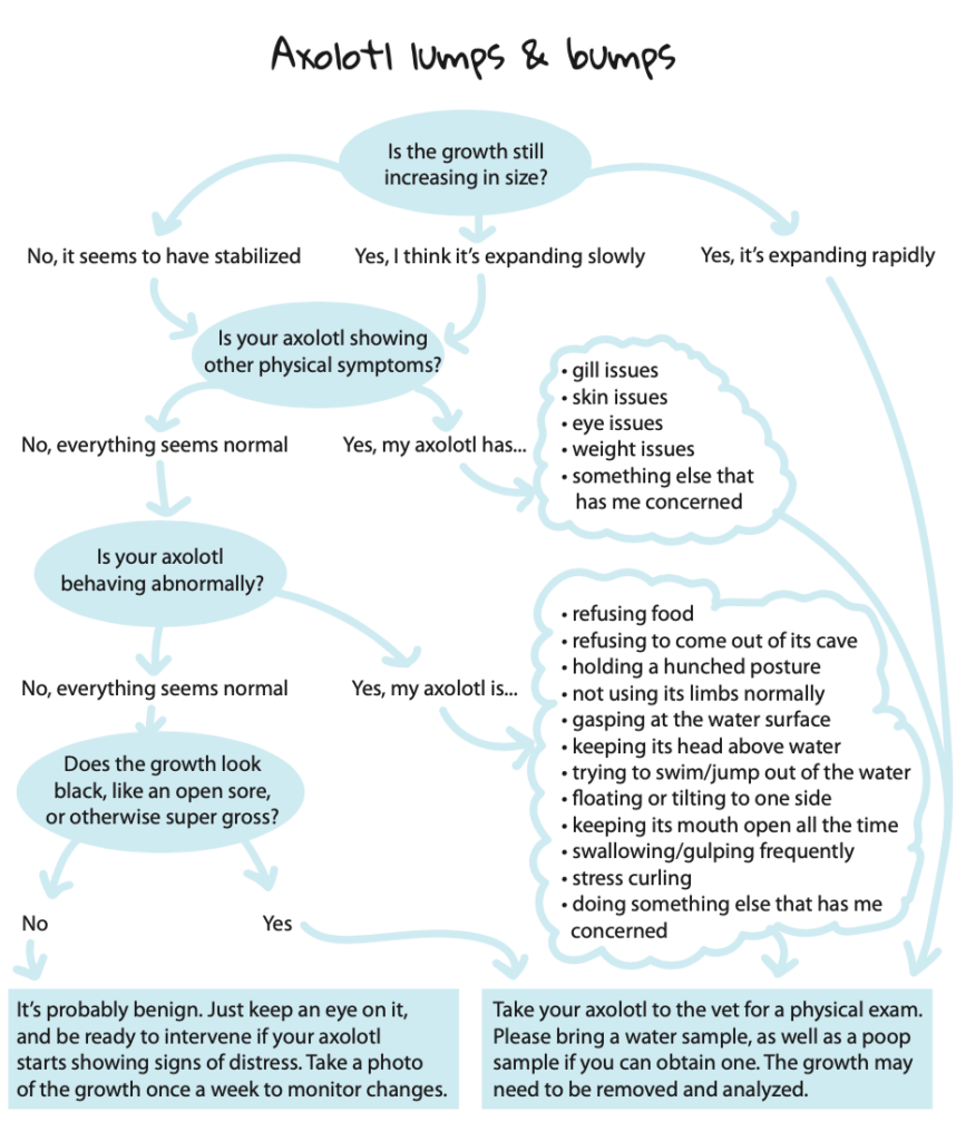 Axolotl skin growth flowchart